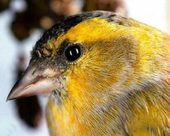 Animals Canary Desktop Wallpaper Nr By Katrin