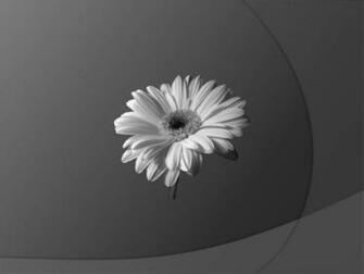 Black And White Flower Wallpaper HD Desktop Widescreen For Mobile