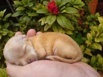 Chihuahua Wallpaper Pictures Breed Information