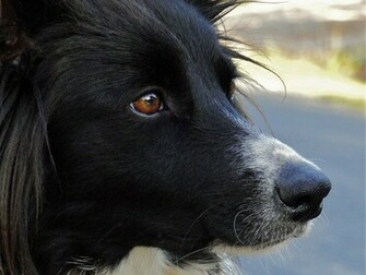 Border Collie Wallpaper