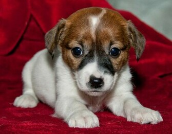 Jack Russell Wallpaper Fun Animals Wiki Videos Pictures Stories