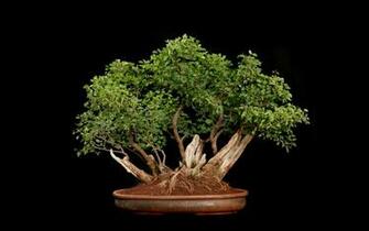 Bonsai Tree Background Wallpapercraft