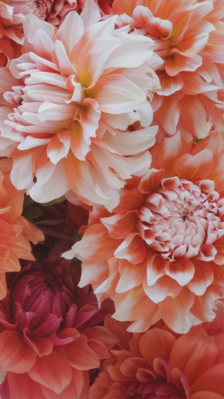 Able Dahlia Wallpaper