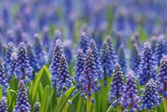 Hyacinth Wallpaper High Quality