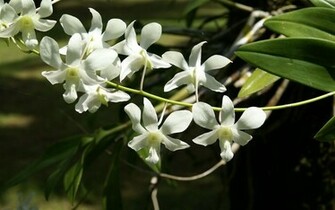 Wedding Flowers White Orchid Wallpaper