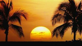 Tropical Beaches Beautiful Palm Trees Sunrise Sunset Landscape