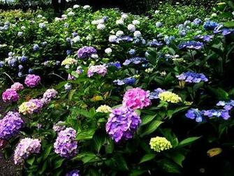 Beautiful Flower Garden Wallpaper
