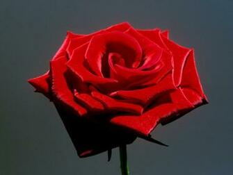 Red Rose Description Jpg