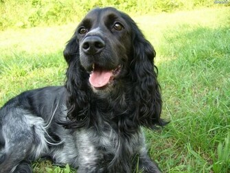Cocker Spaniel Wallpaper App For And Set One Of The