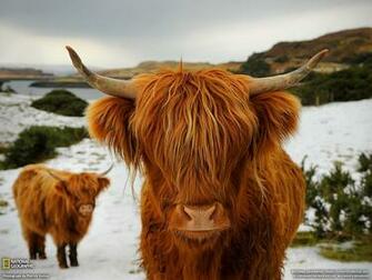 Highland Cattle Picture Animal Wallpaper National Geographic