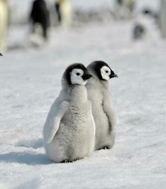 Baby Penguin Desktop Wallpaper HD Background