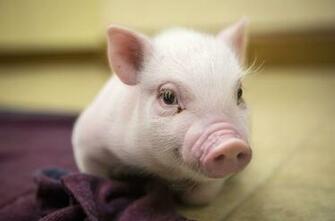 Cute Pictures Of Baby Pigs Widescreen HD Wallpaper