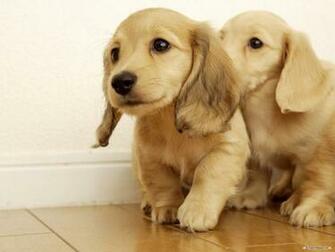Wallpaper Animal Miniature Dachshund