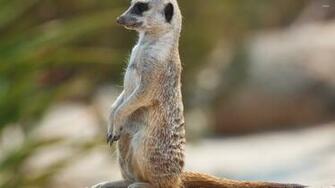 Pin Meerkat Wallpaper