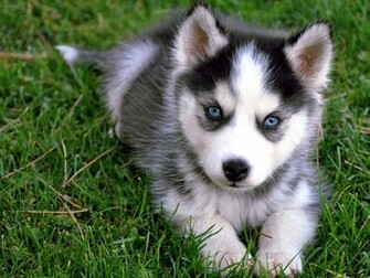 Cute Siberian Husky Puppy Sitting On Grass Puppies Wallpaper Picture