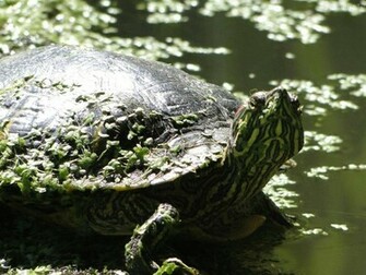 Turtle Cute Turtles Wallpaper