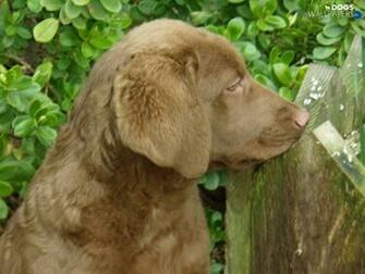 Puppy Chesapeake Bay Retriever Dogs Wallpaper