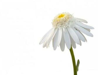 Daisy Flower White Background Stock Photo HD Public Domain