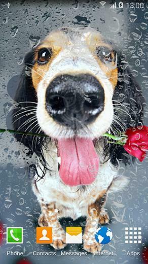 Animado Cute Animals By Live Wallpaper 3d Animales Lindos