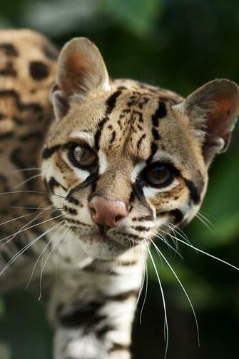 Ocelot Wallpaper