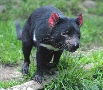 Lion Pictures Tasmanian Devil Videos
