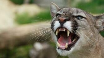 Mountain Lion Roaring HD Wallpaper