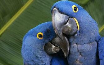 Explore The Collection Birds Parrots Hyacinth Macaw