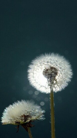 Dandelions Close Up Wallpaper For Samsung Galaxy Note