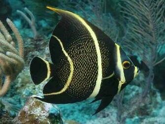 Moorish Idol Wallpaper E