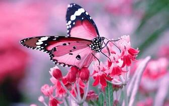 Colorful Butterfly HD Image Wallpaper