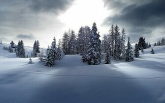 Snowy Pine Trees Wallpaper