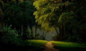 Green Forest Wallpaper HD
