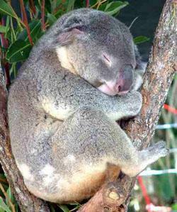 Take Note It S National Napping Day