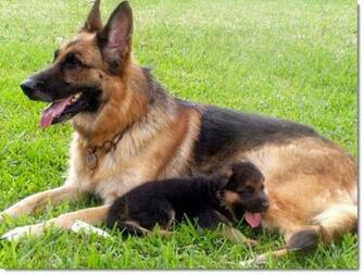 Mother Baby German Shepherd