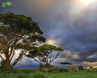 Animal Planet Wallpaper Elephants Savannah