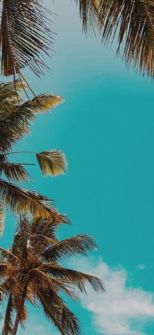 Apple Ob59 Summer Tree Palm Nature iPhone X Wallpaper