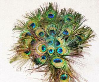Peacock Feather Wallpaper HD Pictures Image