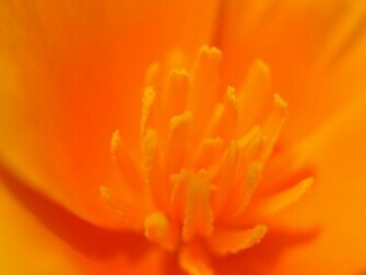 Neon Orange Wallpaper HD Flowers Bright