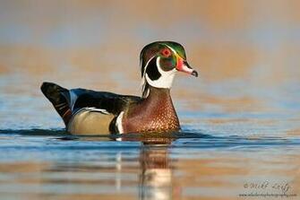 Wood Duck Drake HD Walls Find Wallpaper