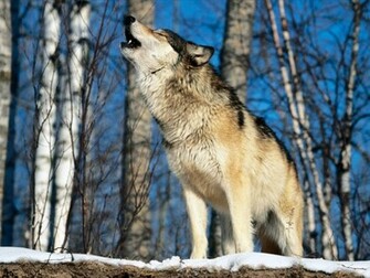 Howling Wolf Wallpaper HD In Animals Imageci