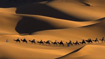 Nature Animals Landscape Camels Morocco Africa Sand Desert
