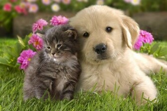Cuteness Overload Kitten And Puppy Wallpaper Money Stuffs