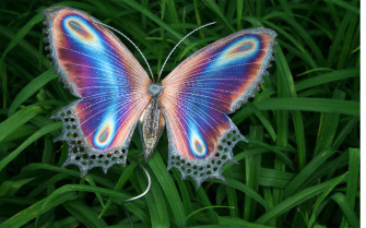 Butterfly HD Wallpaper