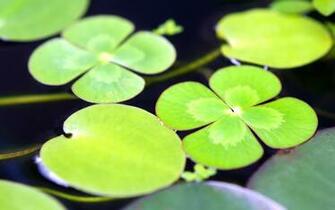 Lily Pad Computer Wallpaper Desktop Background