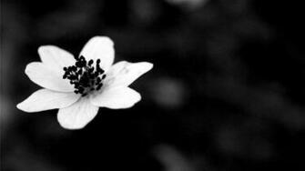 White Flower Wallpaper