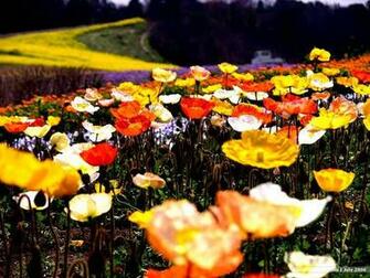 Poppy Field Colorful Poppies In Flower Of