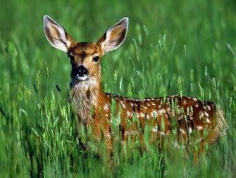 Deer Wallpaper Beautiful Wild Pictures Gallery