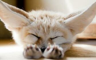Fennec Fox Wallpaper And Background Image Net