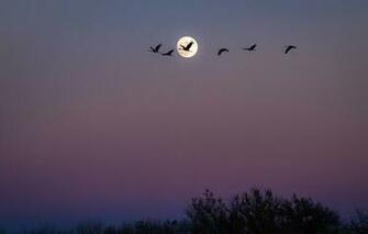 Wallpaper Birds Flock Moon Night San Antonio New Mexico Usa