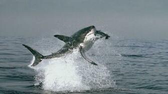 Animal Planet Wallpaper